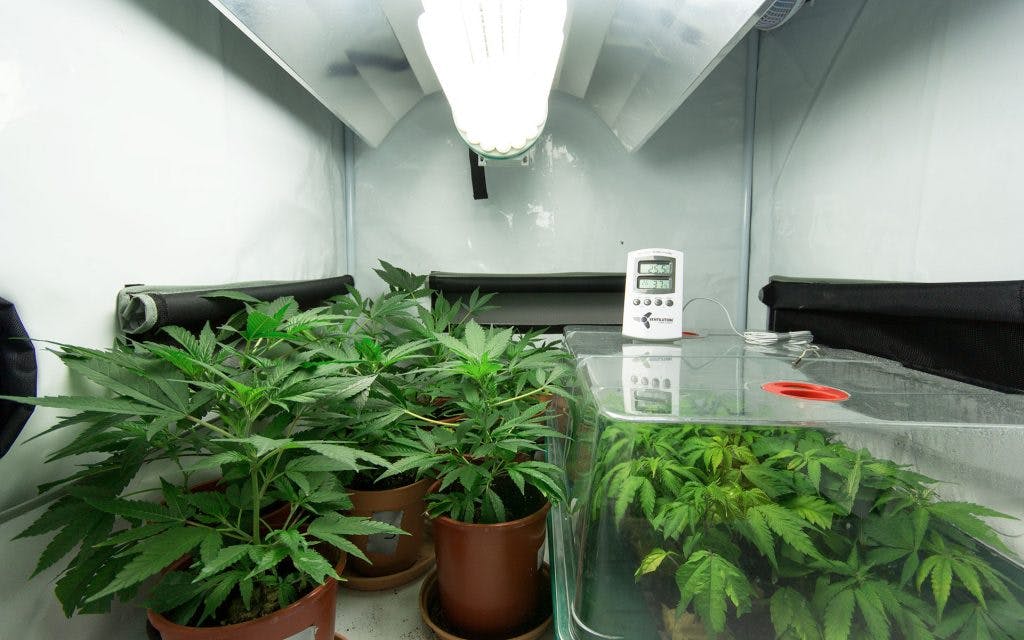 home growing cannabis humidity, indoor growing marijuana regulating environment